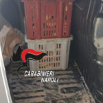 Sicurezza alimentare a Napoli e provincia: sequestrati 200 chili di pane in pessimo stato