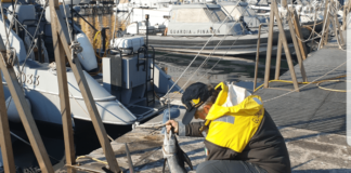 GdF: sequestrato pesce spada sottomisura nelle acque del Golfo di Napoli