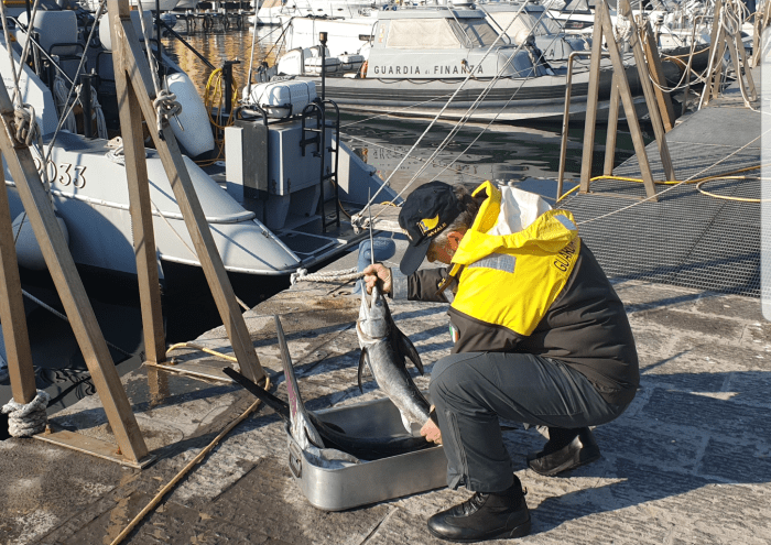 GdF: sequestrato pesce spada sottomisura nelle acque del Golfo di Napoli