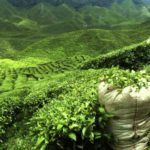 Tè verde, i benefici di una bevanda considerata un ottimo antibatterico naturale