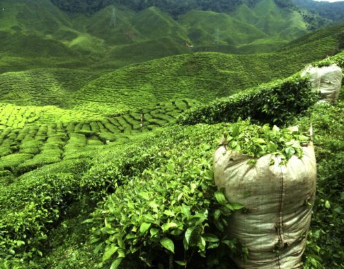 Tè verde, i benefici di una bevanda considerata un ottimo antibatterico naturale