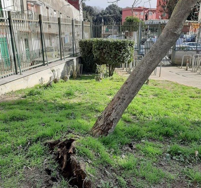 Capodimonte, vento forte: albero cade davanti a una scuola