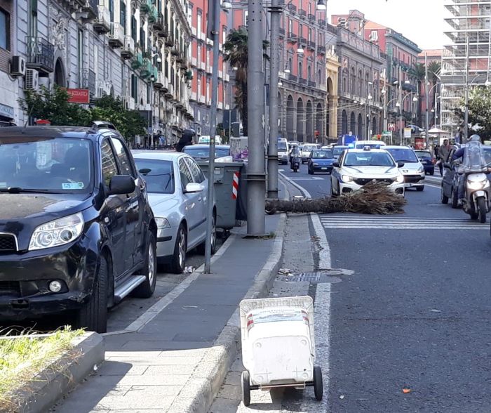 Capodimonte, vento forte: albero cade davanti a una scuola