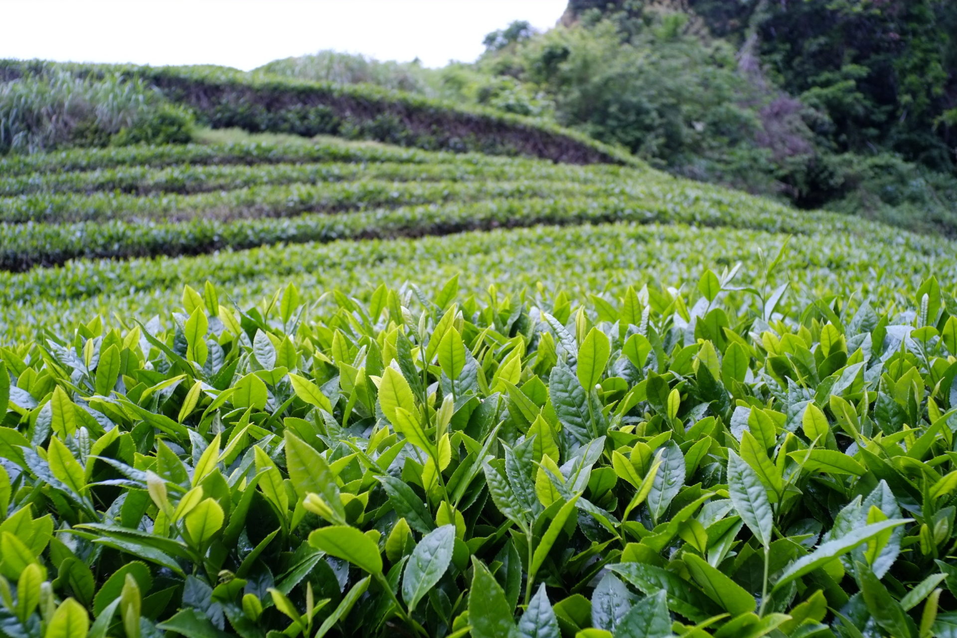 Tè verde, i benefici di una bevanda considerata un ottimo antibatterico naturale
