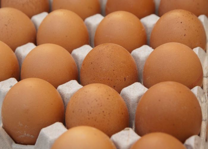 Rischio salmonella: 55mila uova distrutte e più di mille galline abbattute
