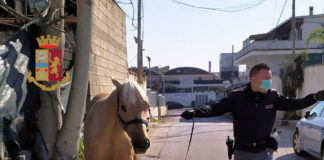Giugliano in Campania: Porta a spasso cavallo e capra. Denunciato