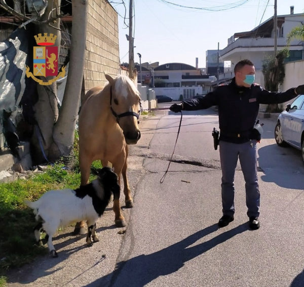 Giugliano in Campania: Porta a spasso cavallo e capra. Denunciato