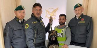 Teverola, Guardia di Finanza sequestra 4 kg di marijuana: un arresto