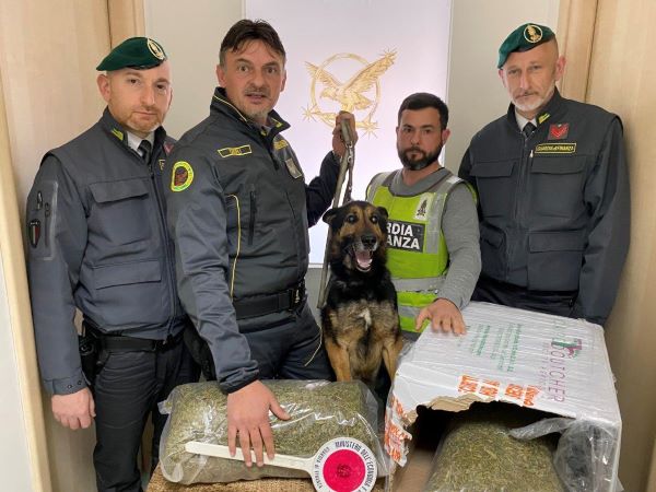 Teverola, Guardia di Finanza sequestra 4 kg di marijuana: un arresto