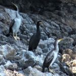 Marangone dal ciuffo, un nuovo ospite nel mare della Campania