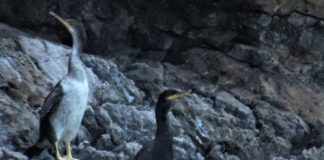 Marangone dal ciuffo, un nuovo ospite nel mare della Campania