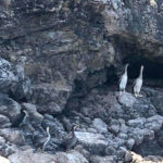 Marangone dal ciuffo, un nuovo ospite nel mare della Campania