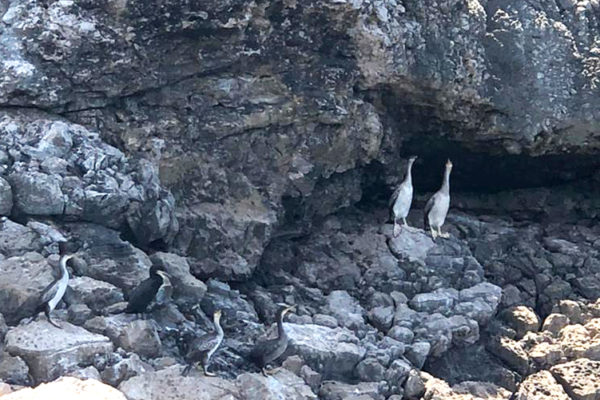 Marangone dal ciuffo, un nuovo ospite nel mare della Campania