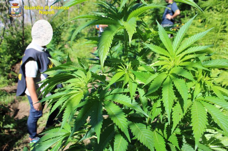 Lettere: GdF scopre due piantagioni di cannabis dietro una fitta vegetazione