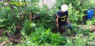 Lettere: GdF scopre due piantagioni di cannabis dietro una fitta vegetazione