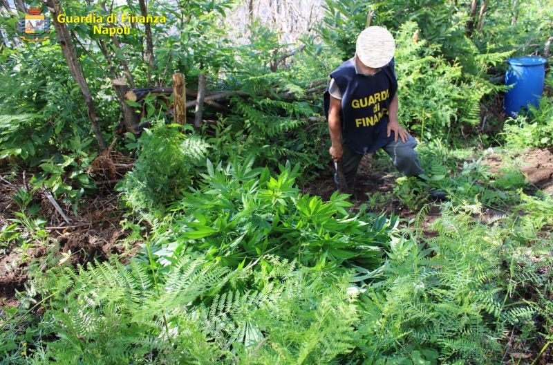 Lettere: GdF scopre due piantagioni di cannabis dietro una fitta vegetazione