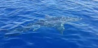 Spagna, bagnanti in fuga per uno squalo avvistato sulla spiaggia di Alicante [VIDEO]