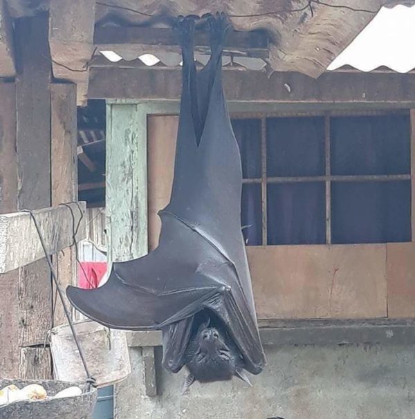 Twitter: è virale il post della foto del pipistrello 