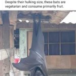 Twitter: è virale il post della foto del pipistrello “a misura d’uomo” [VIDEO]