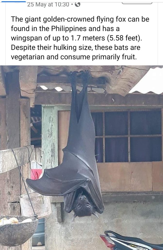 Twitter: è virale il post della foto del pipistrello "a misura d'uomo" [VIDEO]