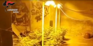 Casoria, scoperta serra di marijuana in un'abitazione: un arresto - IL NOME