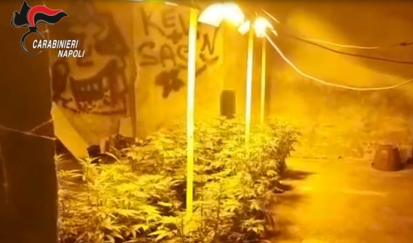 Casoria, scoperta serra di marijuana in un'abitazione: un arresto - IL NOME