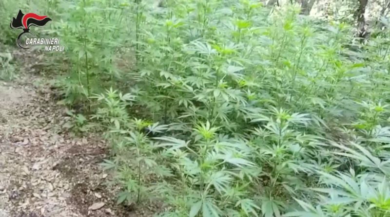Monti Lattari, blitz contro la coltivazione di cannabis: sequestri in corso