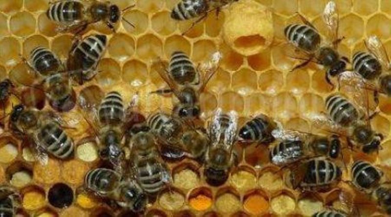 Sarno, travolto da uno sciame di api: morto agricoltore 65enne