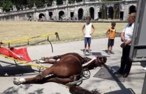 Reggia di Caserta, cavallo stramazza al suolo e muore mentre trasporta turisti