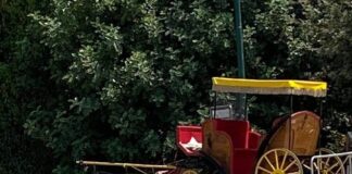 Reggia di Caserta, cavallo stramazza al suolo e muore mentre trasporta turisti