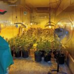 Caserta, arresti coltivazione illegale di marijuana e furto aggravato