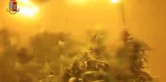 Via Pianura-Marano, in casa con 56 piante di marijuana: denunciato