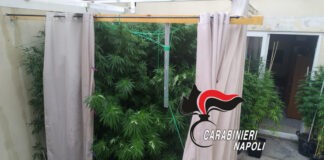 Ischia, piantagione di cannabis nel giardino di casa: 55enne arrestato