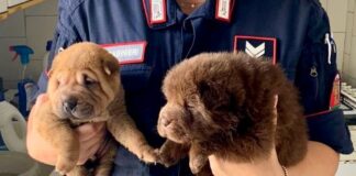 Mariglianella, Carabinieri sventano maltrattamenti sugli animali: salvati 13 cani