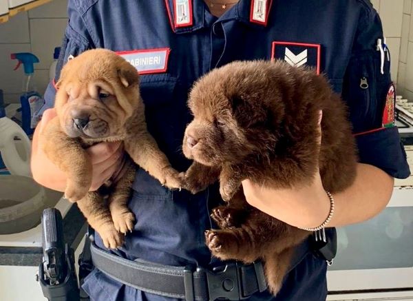 Mariglianella, Carabinieri sventano maltrattamenti sugli animali: salvati 13 cani