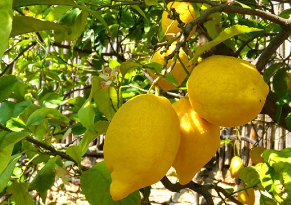 Alimentazione: l’utilità del limone per abbassare il colesterolo
