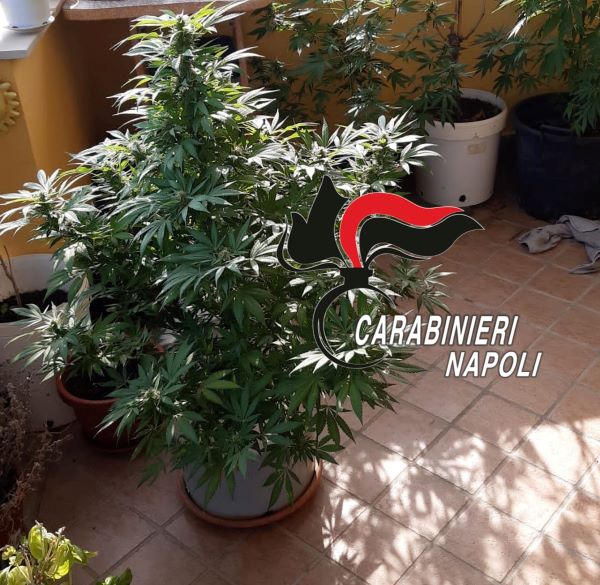 Calvizzano, 45enne coltiva marijuana “per scherzo” ma viene arrestato: IL NOME
