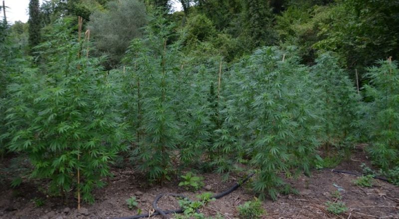 Carinola, sequestrate 5 piantagioni di marijuana alle spalle del carcere: un arresto