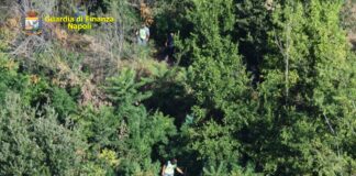 Marano di Napoli, piante di marijuana in fondo agricolo: un arresto