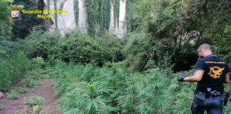 Sequestrate 257 piante di marijuana tra Marano e Quarto: 3 arresti