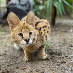 Novità allo Zoo di Napoli: è nato un cucciolo di Lama