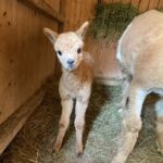 Novità allo Zoo di Napoli: è nato un cucciolo di Lama