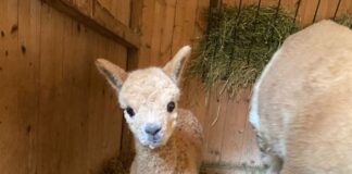Novità allo Zoo di Napoli: è nato un cucciolo di Lama