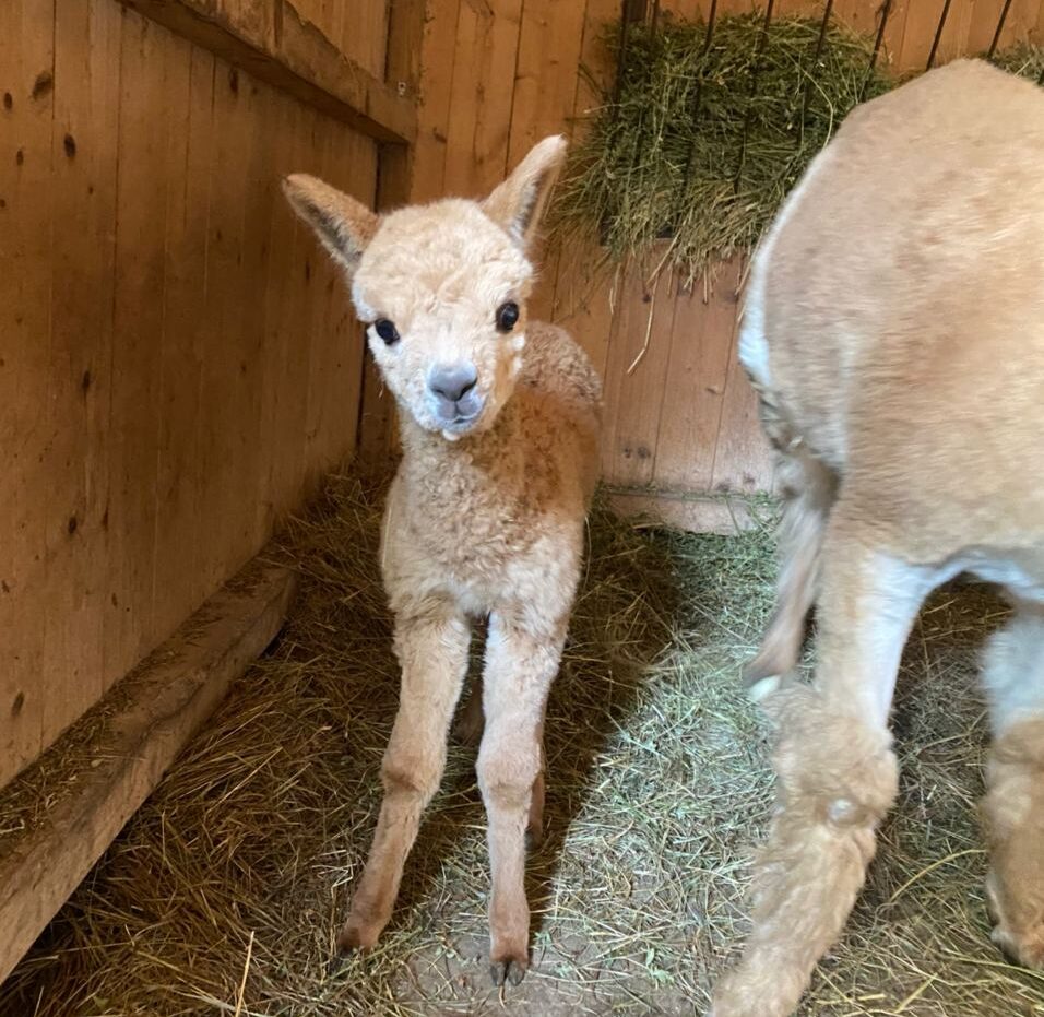 Novità allo Zoo di Napoli: è nato un cucciolo di Lama