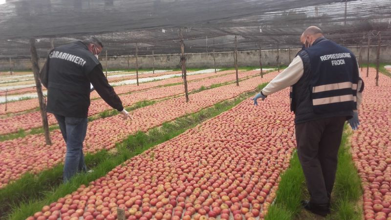 Maddaloni, controlli al mercato: sequestrati 230 kg di mele annurche false IGP
