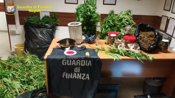 Giugliano e Quarto, GdF sequestra 3159 piante di cannabis: due arresti