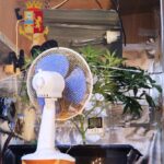 Ponticelli: serra di marijuana in casa, denunciato