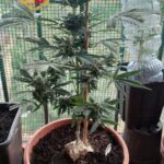 Ponticelli: serra di marijuana in casa, denunciato