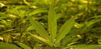 Somma Vesuviana, maxi sequestro di piante cannabis