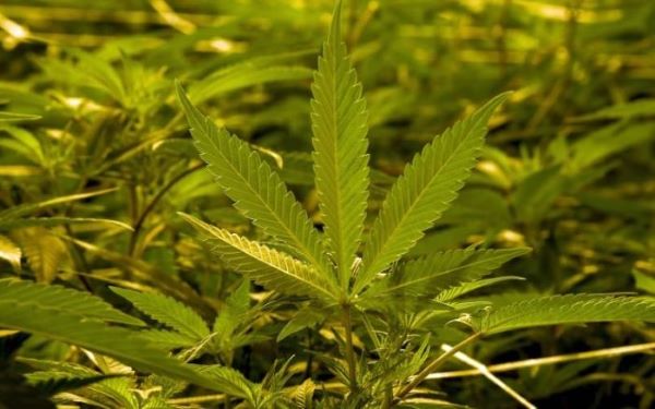 Somma Vesuviana, maxi sequestro di piante cannabis